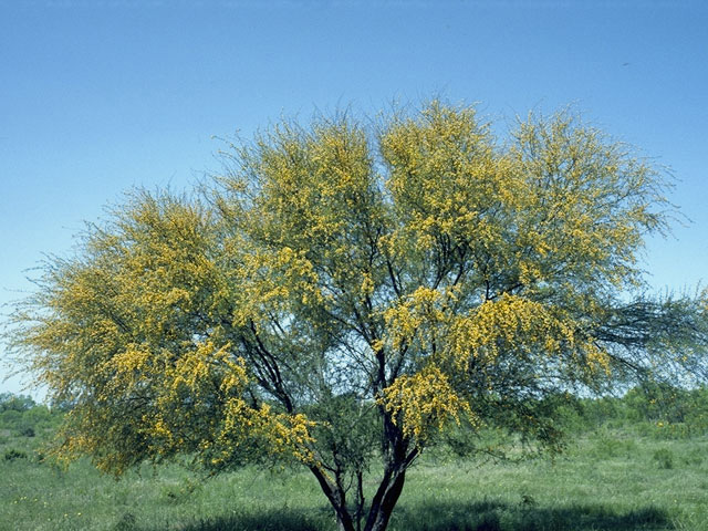 Vachellia farnesiana 